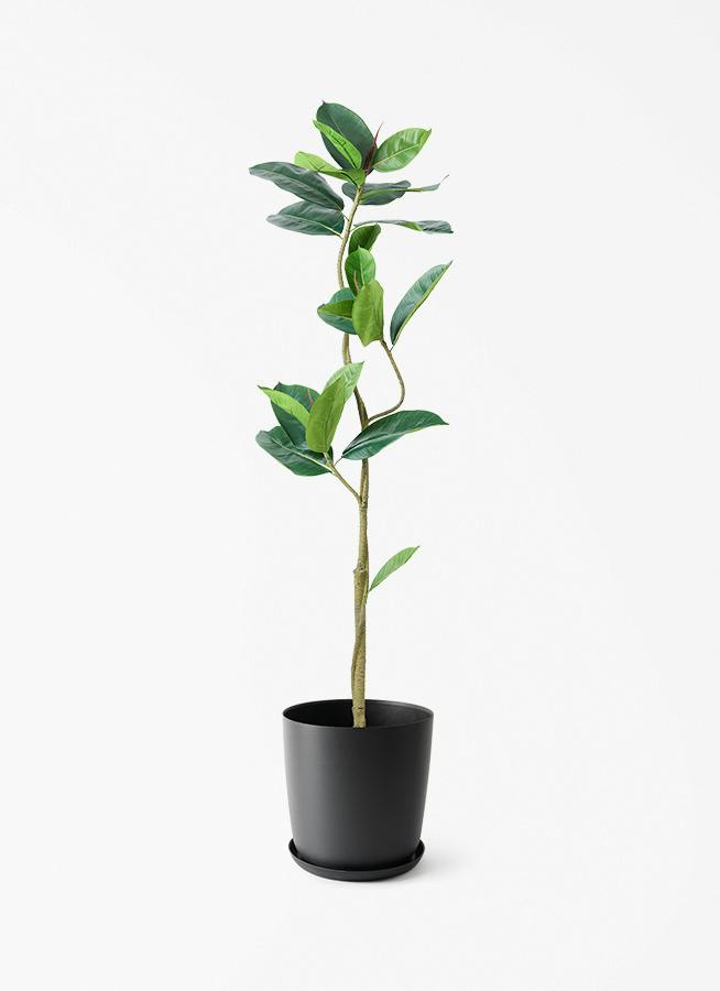 人工観葉植物 フェイクグリーン フィカス 観葉植物【フェイクグリーン】フィカス（ゴムの木） 150cm エステリ