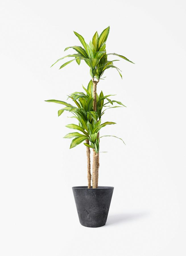 観葉植物 【フェイクグリーン】 ドラセナ 幸福の木 150cm アート