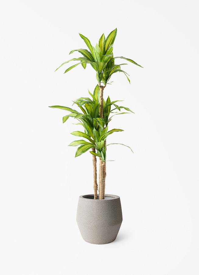#3080 フェイクグリーン ドラセナ 150cm 大型 観葉植物 鉢付き 観葉植物 【フェイクグリーン】 ドラセナ 幸福の木 150cm パボ ジャー