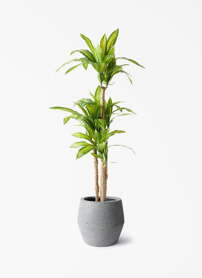 人工観葉植物 ドラセナ フェイクグリーン 150cm 観葉植物 【フェイクグリーン】 ドラセナ 幸福の木 150cm パボ ジャー