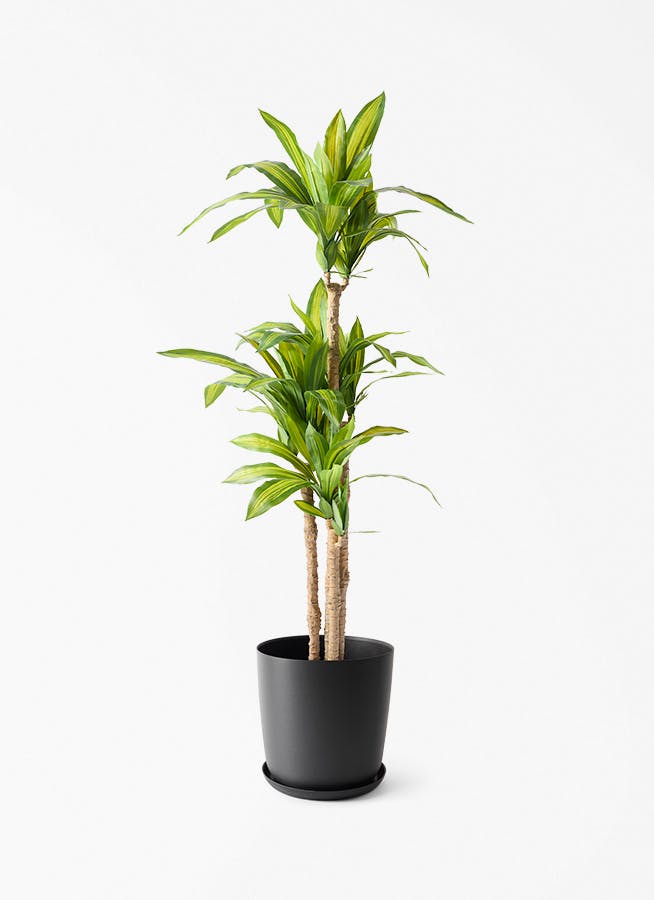 観葉植物【フェイクグリーン】幸福の木 150cm エステリ ブラック 付き