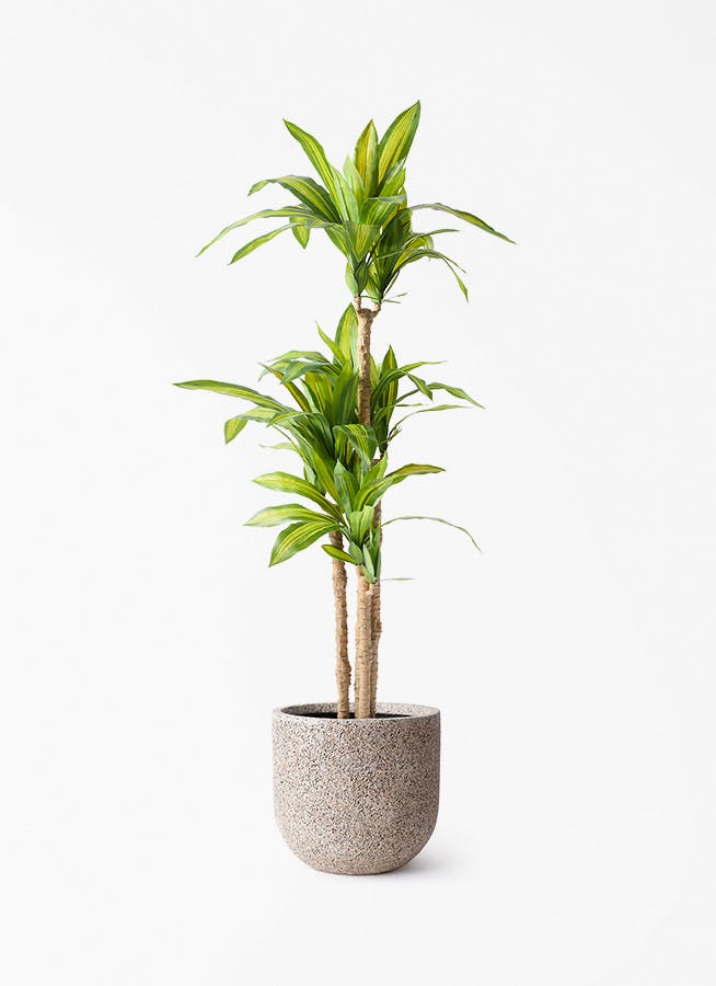 観葉植物【フェイクグリーン】幸福の木 150cm ネイチャーズキャスト