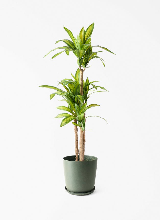 観葉植物【フェイクグリーン】幸福の木 150cm エステリ グリーン 付き
