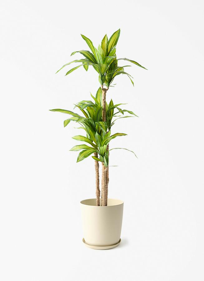 観葉植物 【フェイクグリーン】 ドラセナ 幸福の木 150cm エステリ