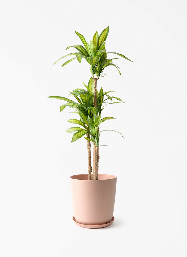 観葉植物【フェイクグリーン】幸福の木 150cm エステリ ピンク 付き
