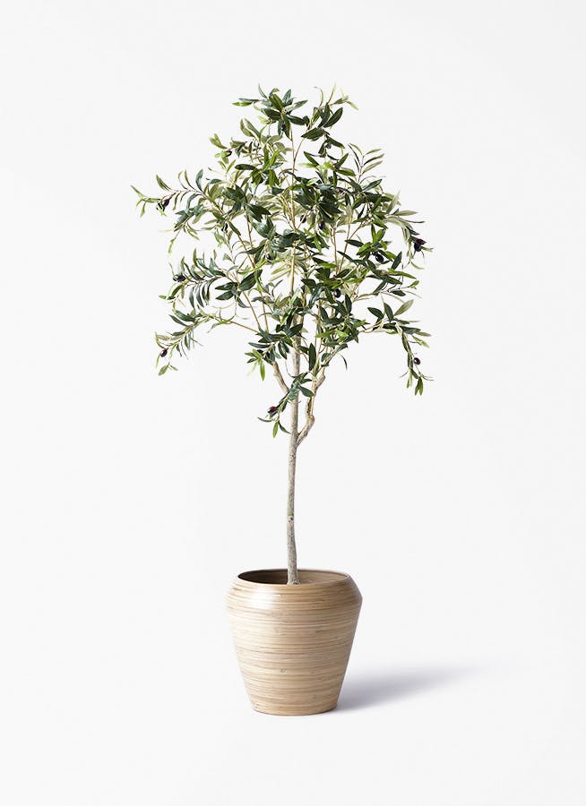 フェイクグリーン　オリーブ 観葉植物【フェイクグリーン】オリーブ 実付き 156cm アルマ ミドル