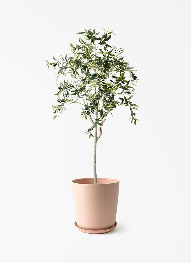 観葉植物【フェイクグリーン】オリーブ 実付き 156cm エステリ ピンク