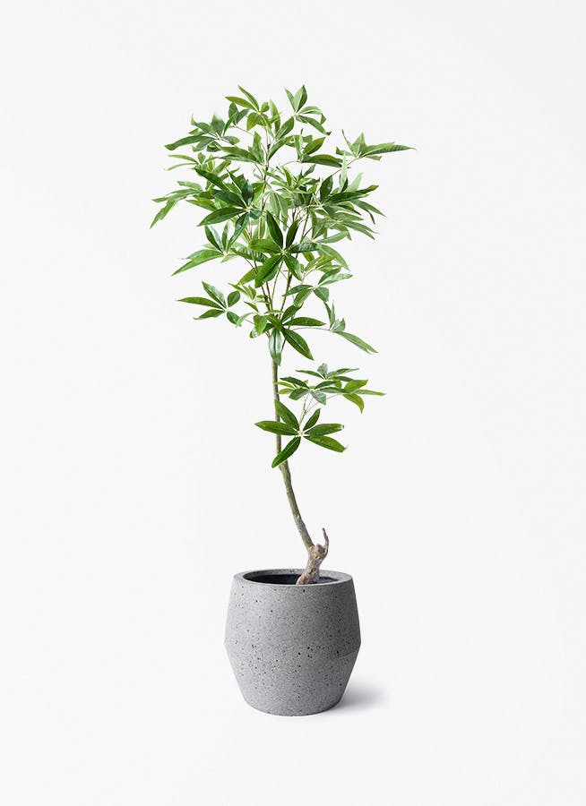 観葉植物【フェイクグリーン】パキラ 150cm パボ ジャー ラテル
