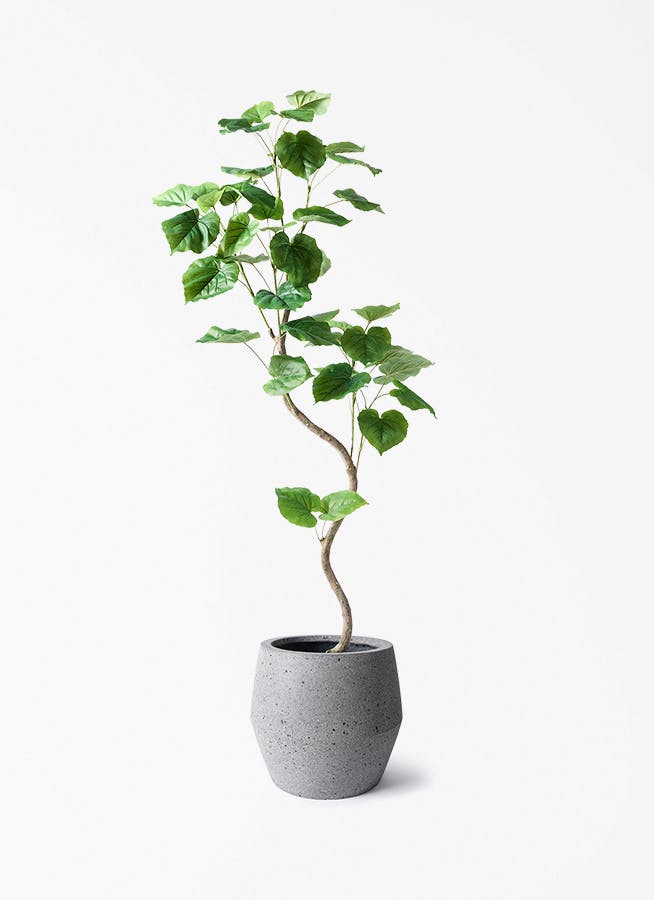 観葉植物【フェイクグリーン】ウンベラータ 曲り 150cm パボ ジャー