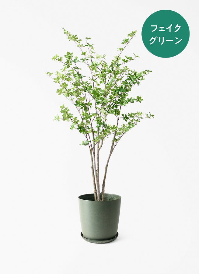 観葉植物 オリーブの木 8号 カヨンヌ エステリ グリーン 付き / 小倉園