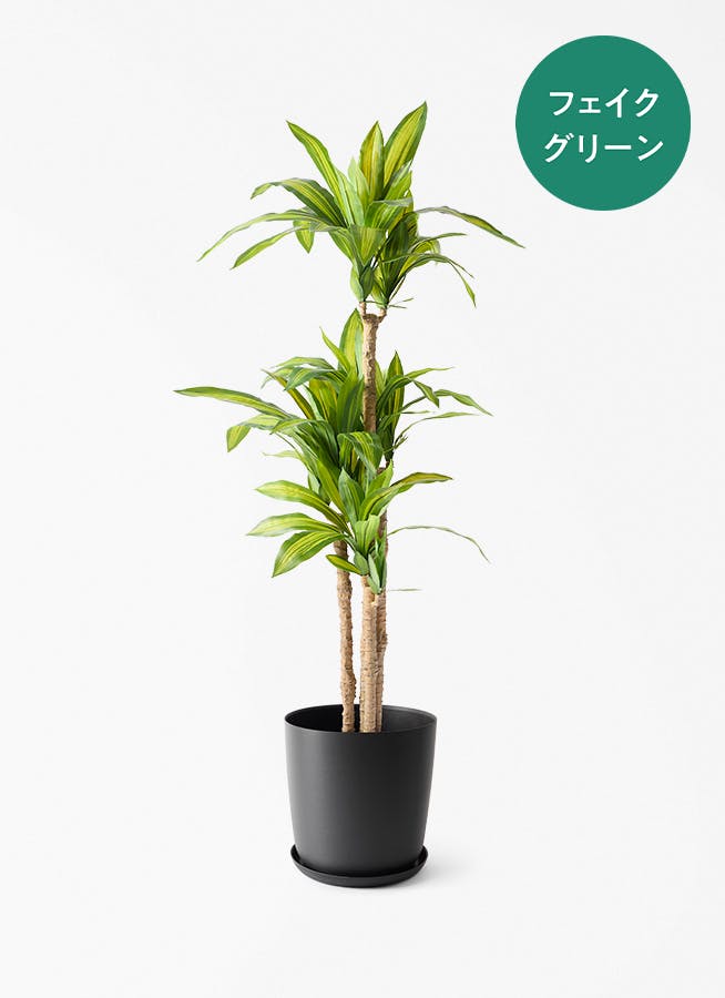 観葉植物 ドラセナ リフレクサ 8号 エステリ ブラック 付き | 観葉植物