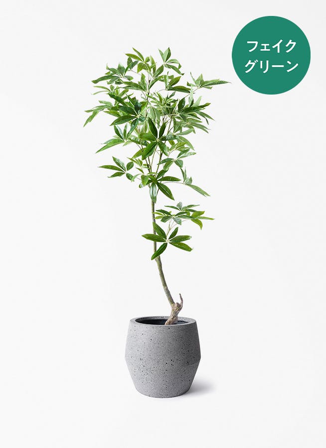 観葉植物研究室　パキラの実　20個 観葉植物【フェイクグリーン】パキラ 150cm パボ ジャー ラテル