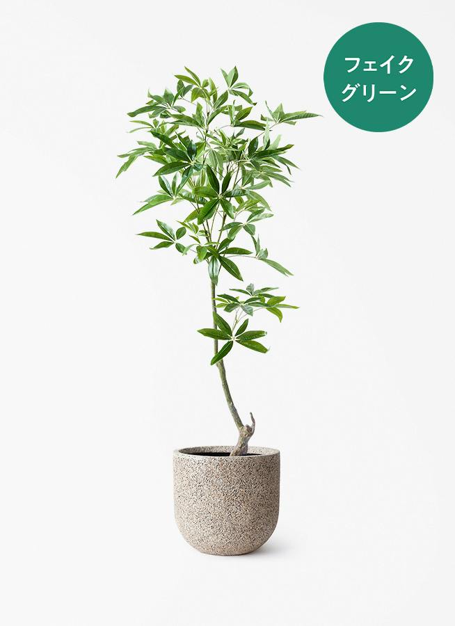 ♡パキラ♡(布見本) パキラ | 観葉植物の通販ならHitoHana（ひとはな）