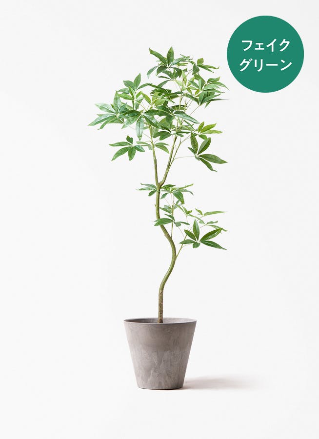観葉植物 パキラ 【お祝いにおすすめ】7号 ねじり アートストーン