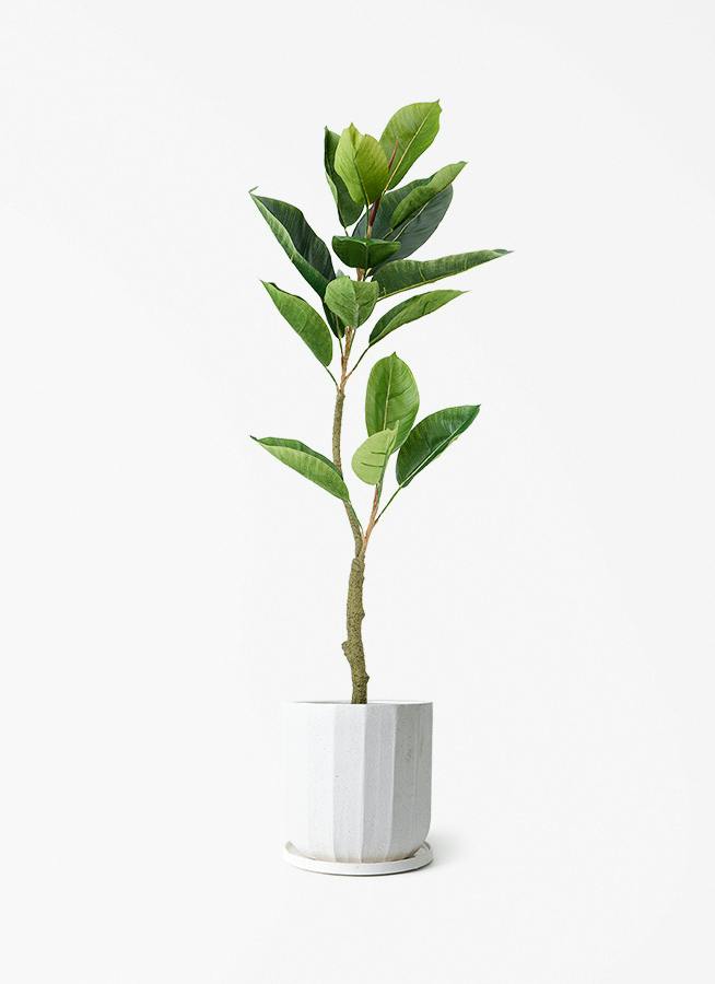 観葉植物【フェイクグリーン】フィカス（ゴムの木） 90cm イオニアス