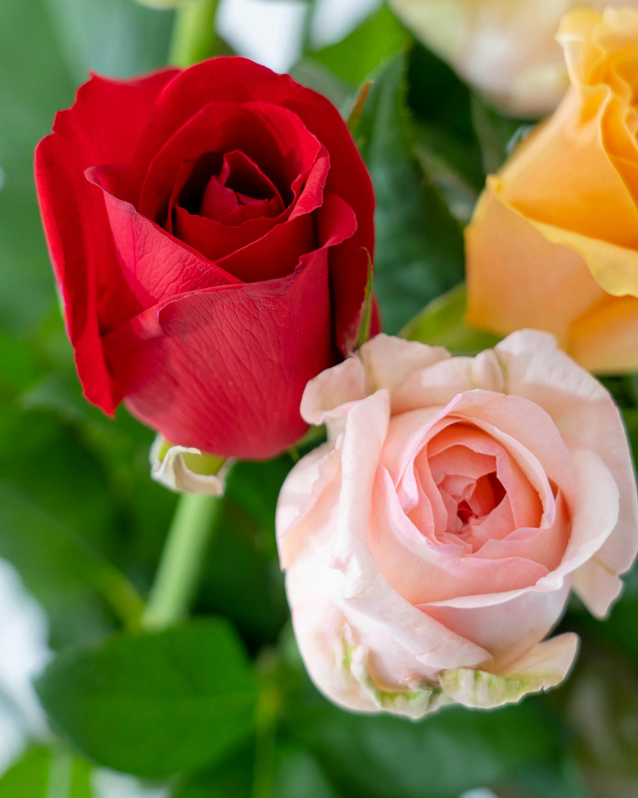 産地直送 バラ 1輪 花束 ミックス 30本用／愛知 榊原薔薇園からお届け