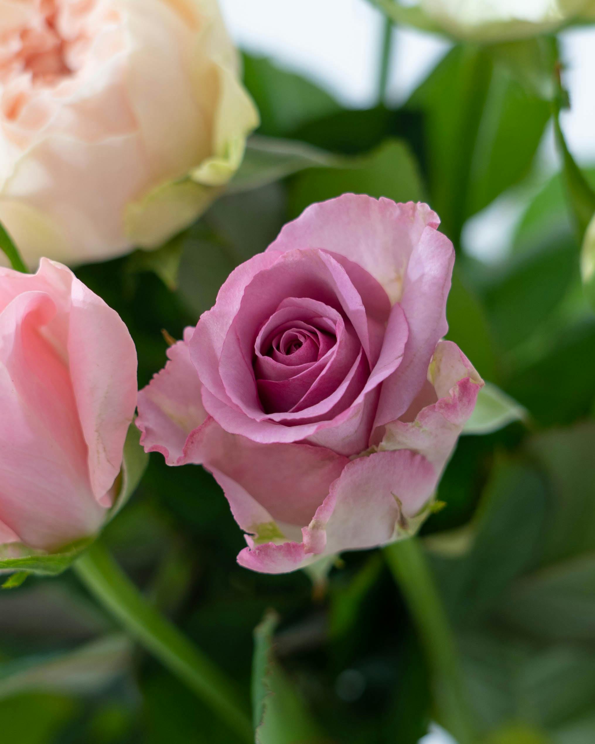 産地直送 バラ 1輪 花束 ミックス 20本用／愛知 榊原薔薇園からお届け
