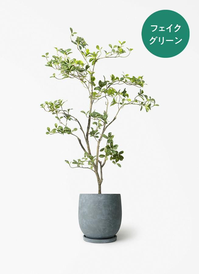 フェイクグリーン ヒメシャリンバイ 120cm アイルエッグ ダークグレー
