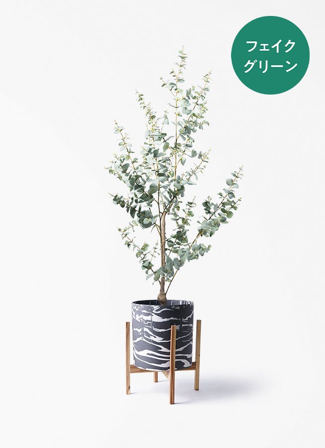 ユーカリ | 観葉植物の通販ならHitoHana（ひとはな）