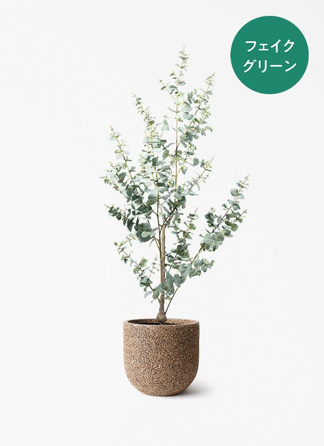 ユーカリ | 観葉植物の通販ならHitoHana（ひとはな）