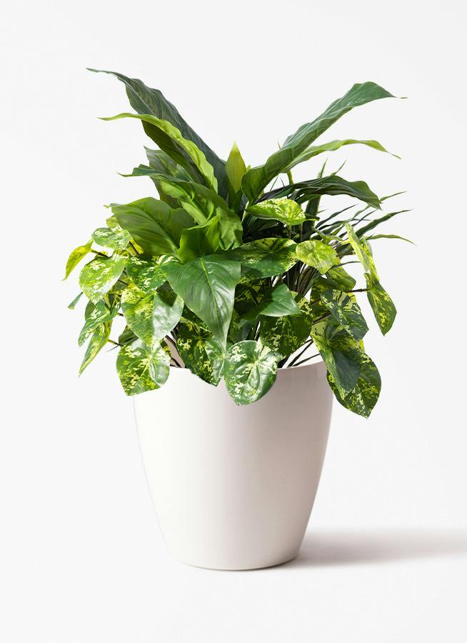 その他観葉植物 mania 観葉植物 【フェイクグリーン】 ドラセナ 寄せ植え 45cm ラスター