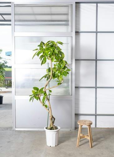観葉植物 フィカス アルテシーマ 10号 曲り アルマ ミドル 付き / 天久