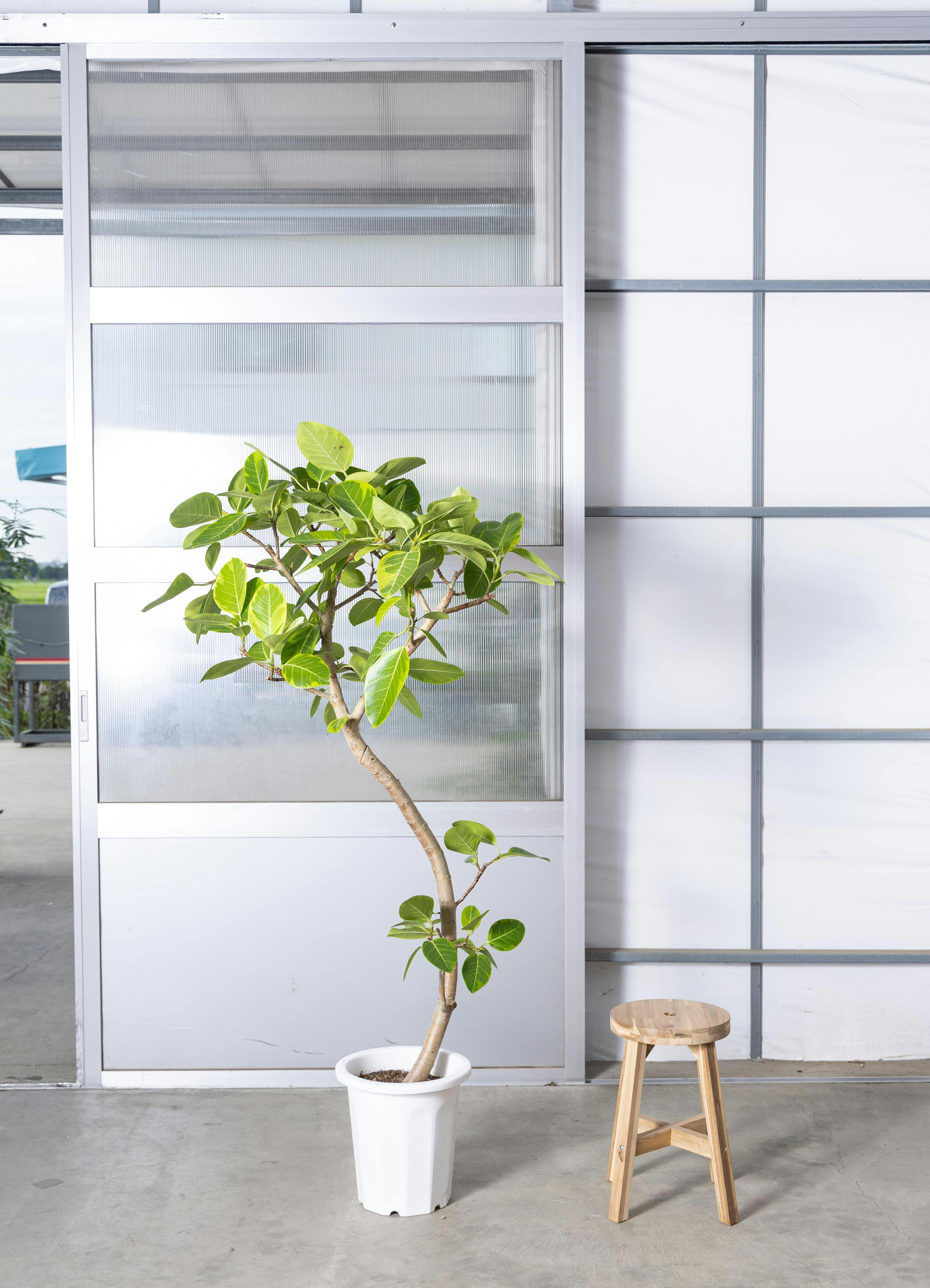 観葉植物 フィカス アルテシーマ 風水 | HitoHana（ひとはな）