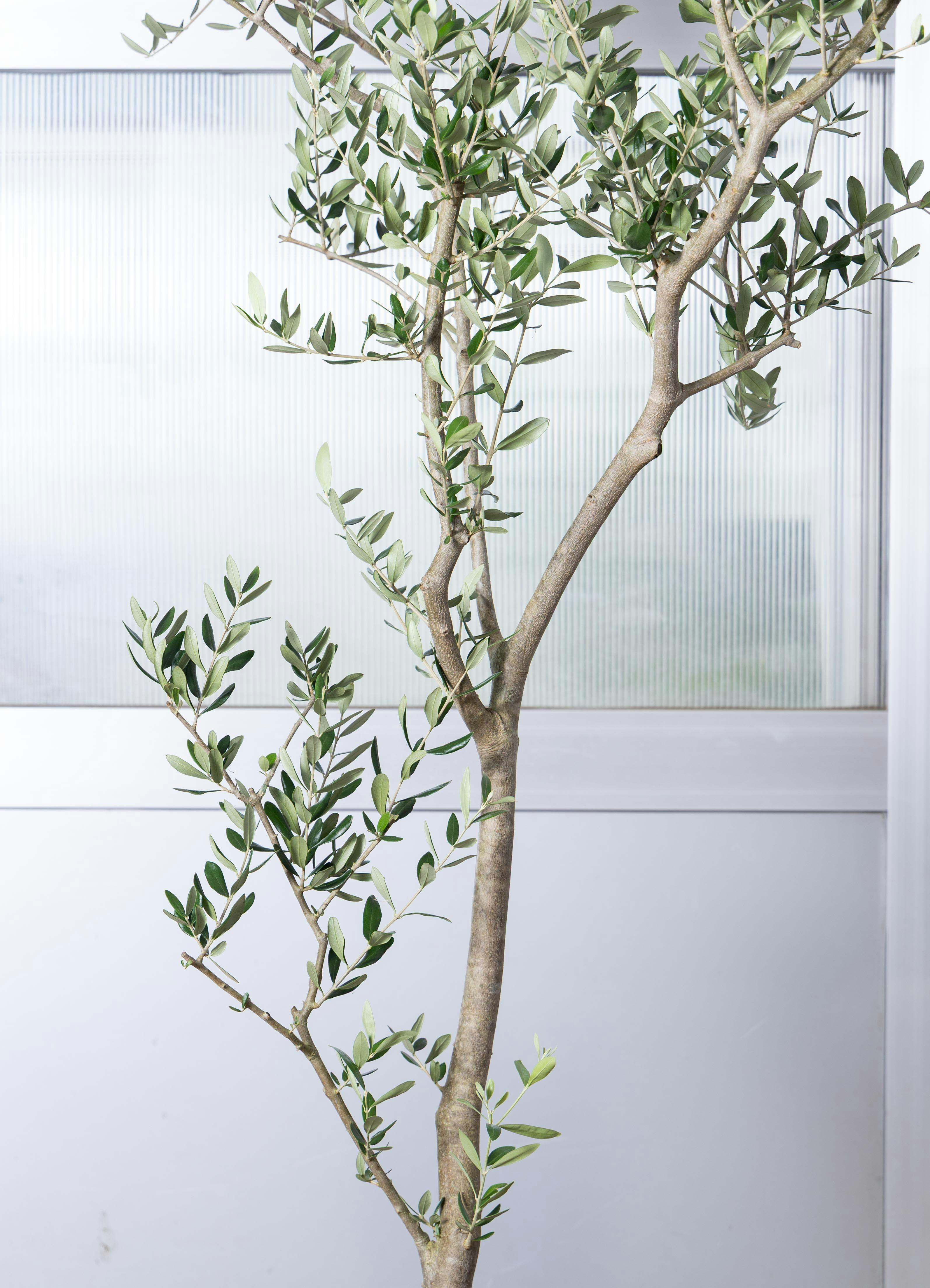 観葉植物 オリーブの木 【180cm】 12号 ブラントイオ #73087 ※1都3県