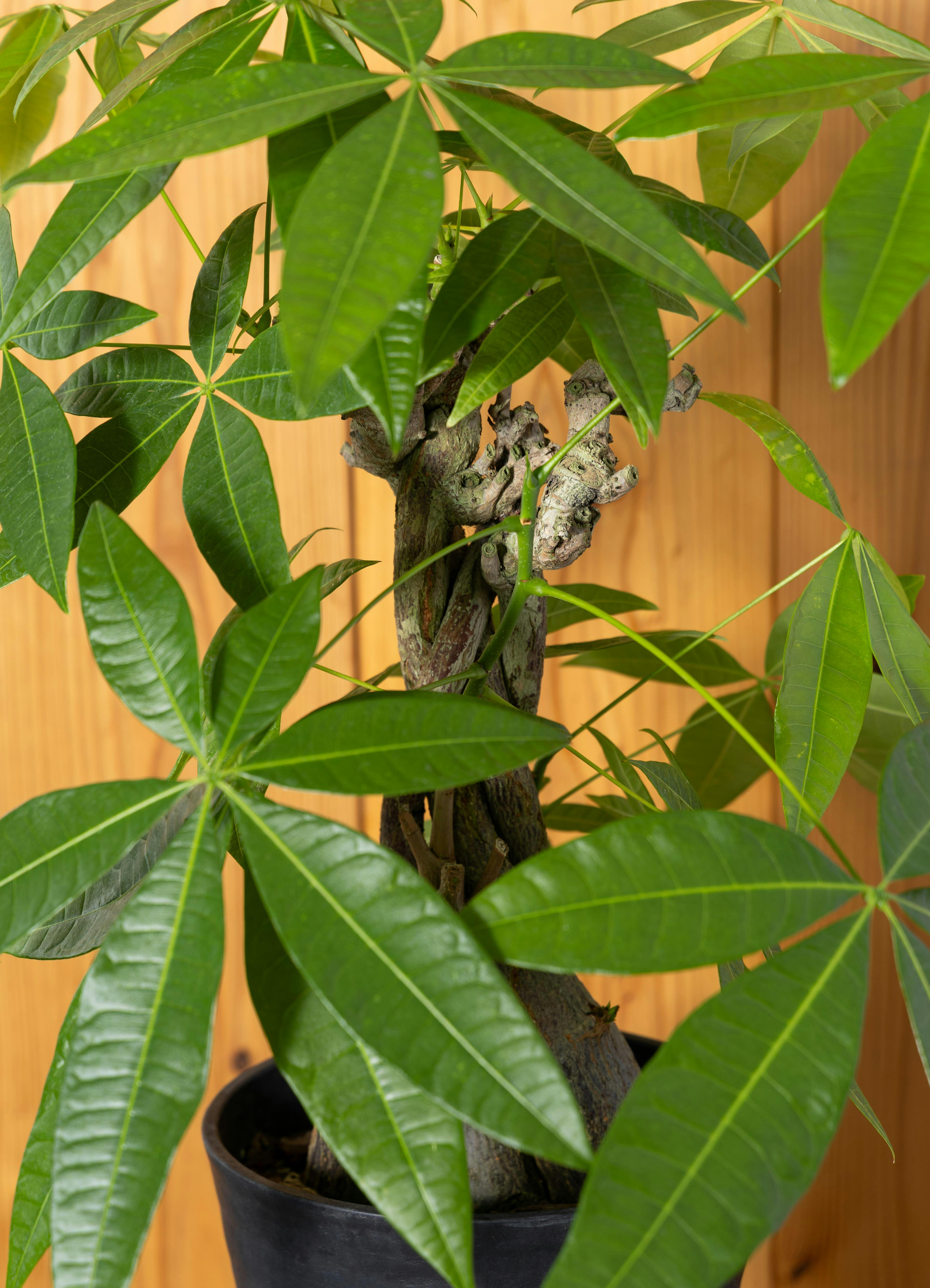 観葉植物 パキラ 【75cm】 7号 古木仕立て #73082 | 観葉植物なら