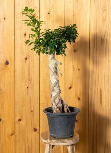 観葉植物 ガジュマル 8号 8の字 インティ シリンダー 付き | 観葉植物