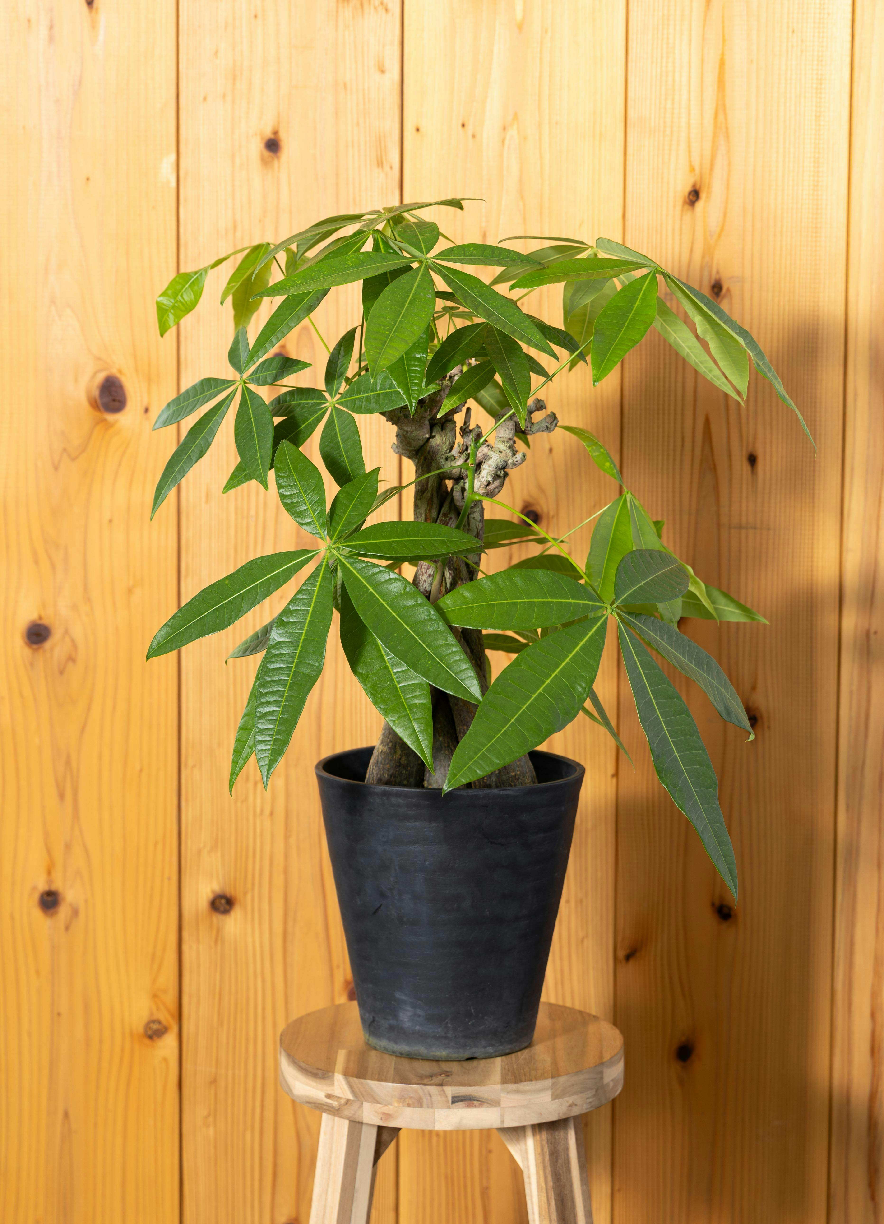 パキラ 1点もの | 観葉植物の通販ならHitoHana（ひとはな）