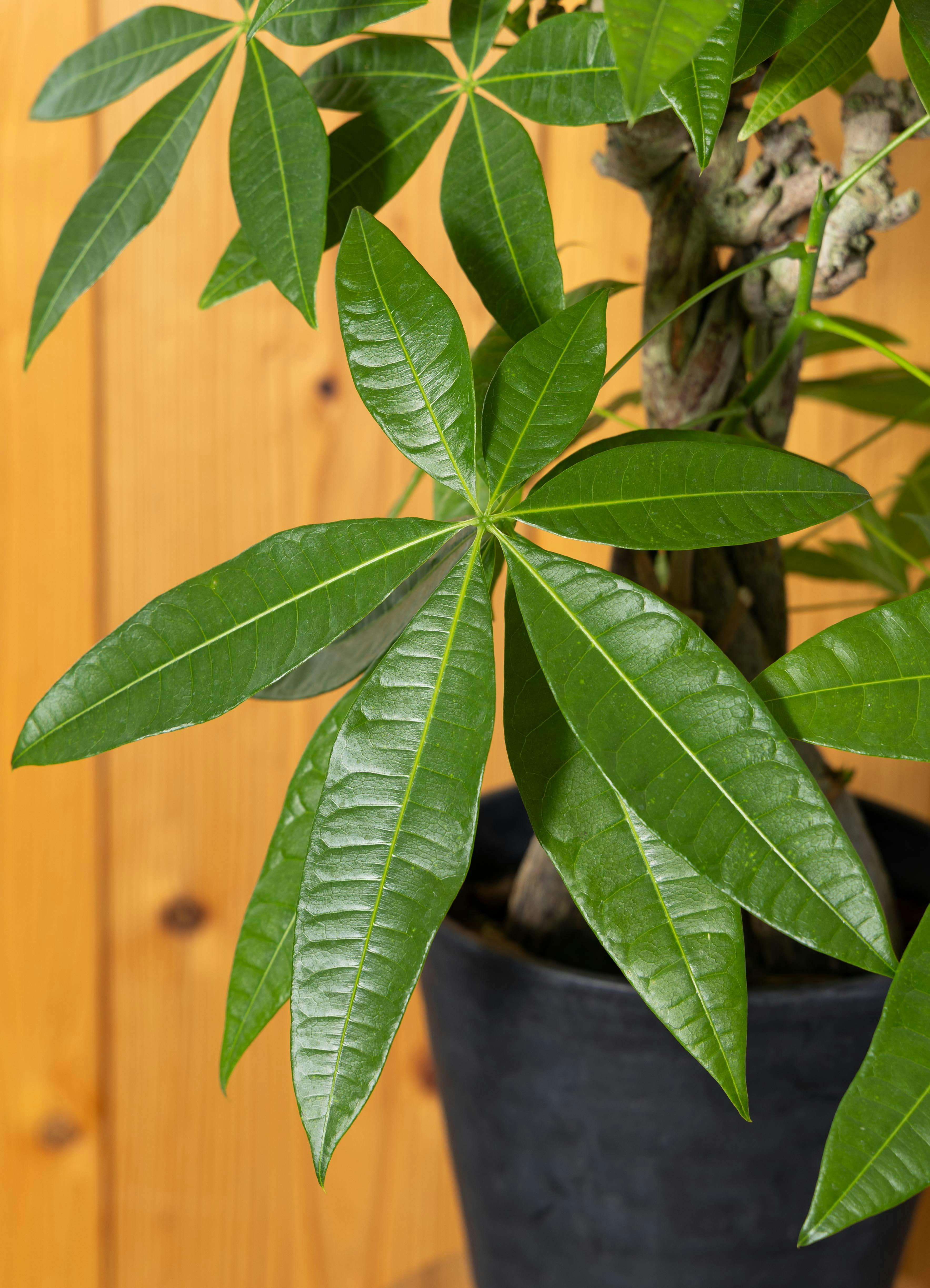 観葉植物 パキラ 【75cm】 7号 古木仕立て #73082 | 観葉植物なら