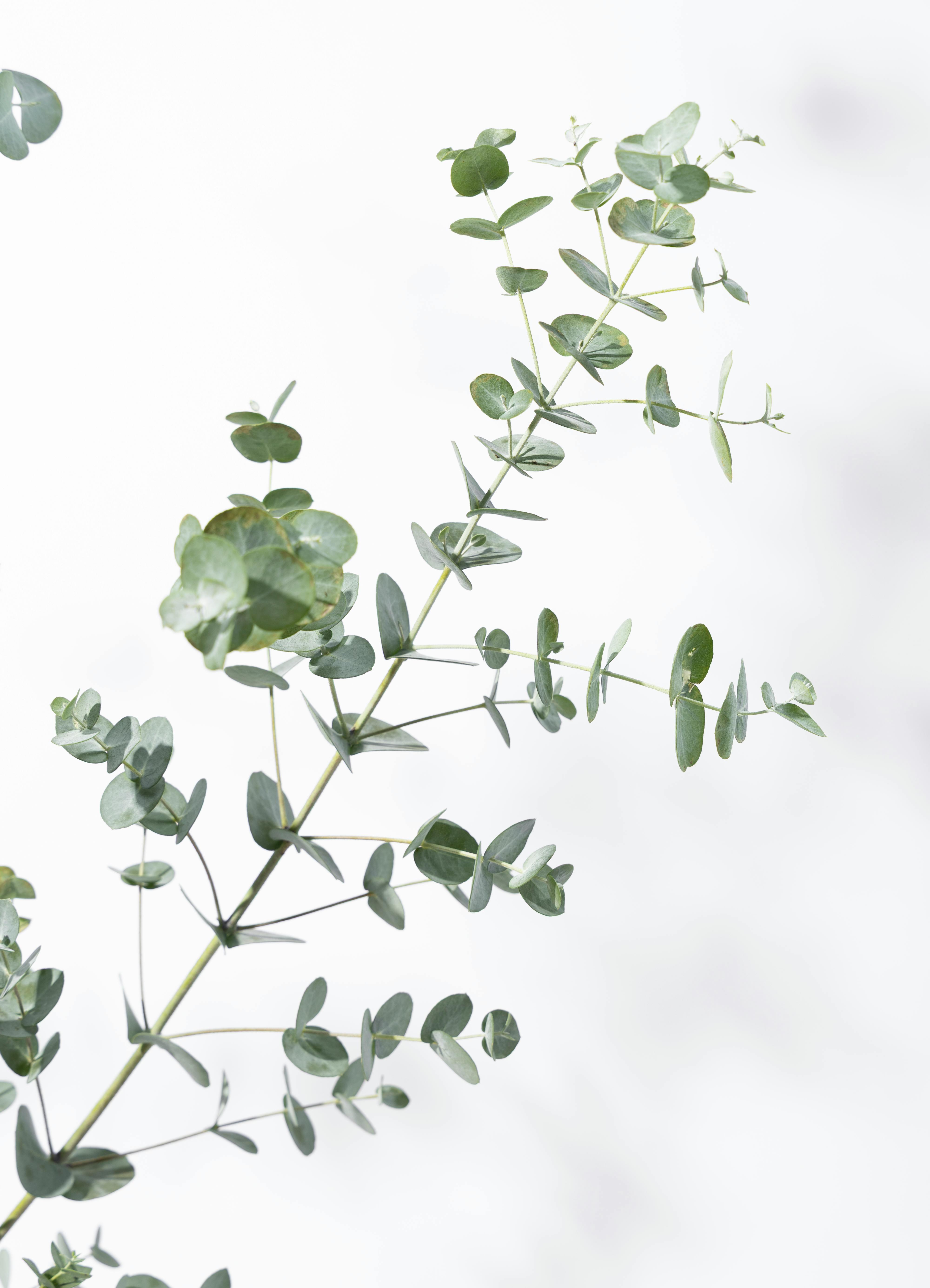 観葉植物 ユーカリ 8号 グニー エコストーンwhite 付き | 観葉植物なら