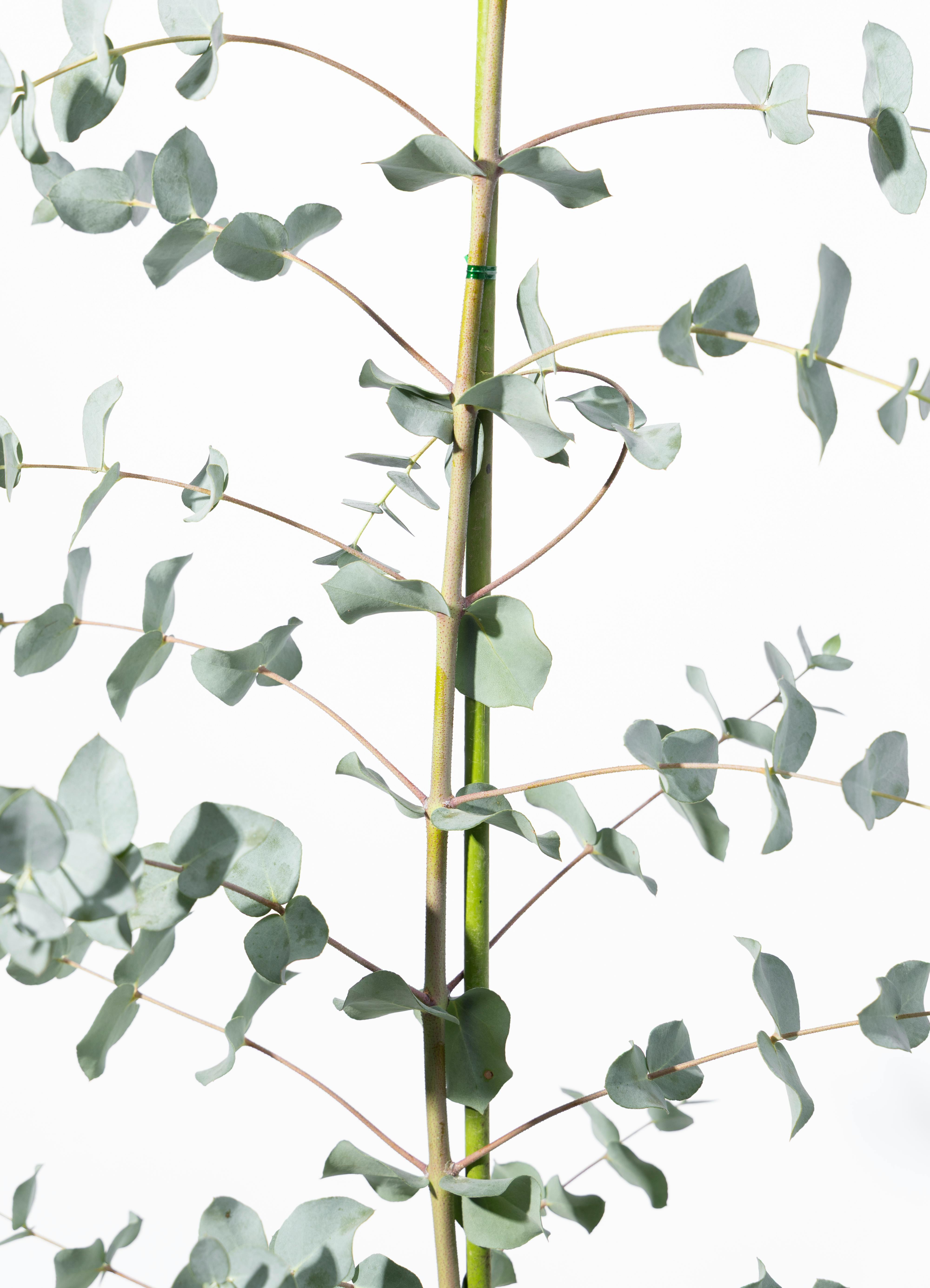 観葉植物 ユーカリ 8号 グニー エコストーンwhite 付き | 観葉植物なら