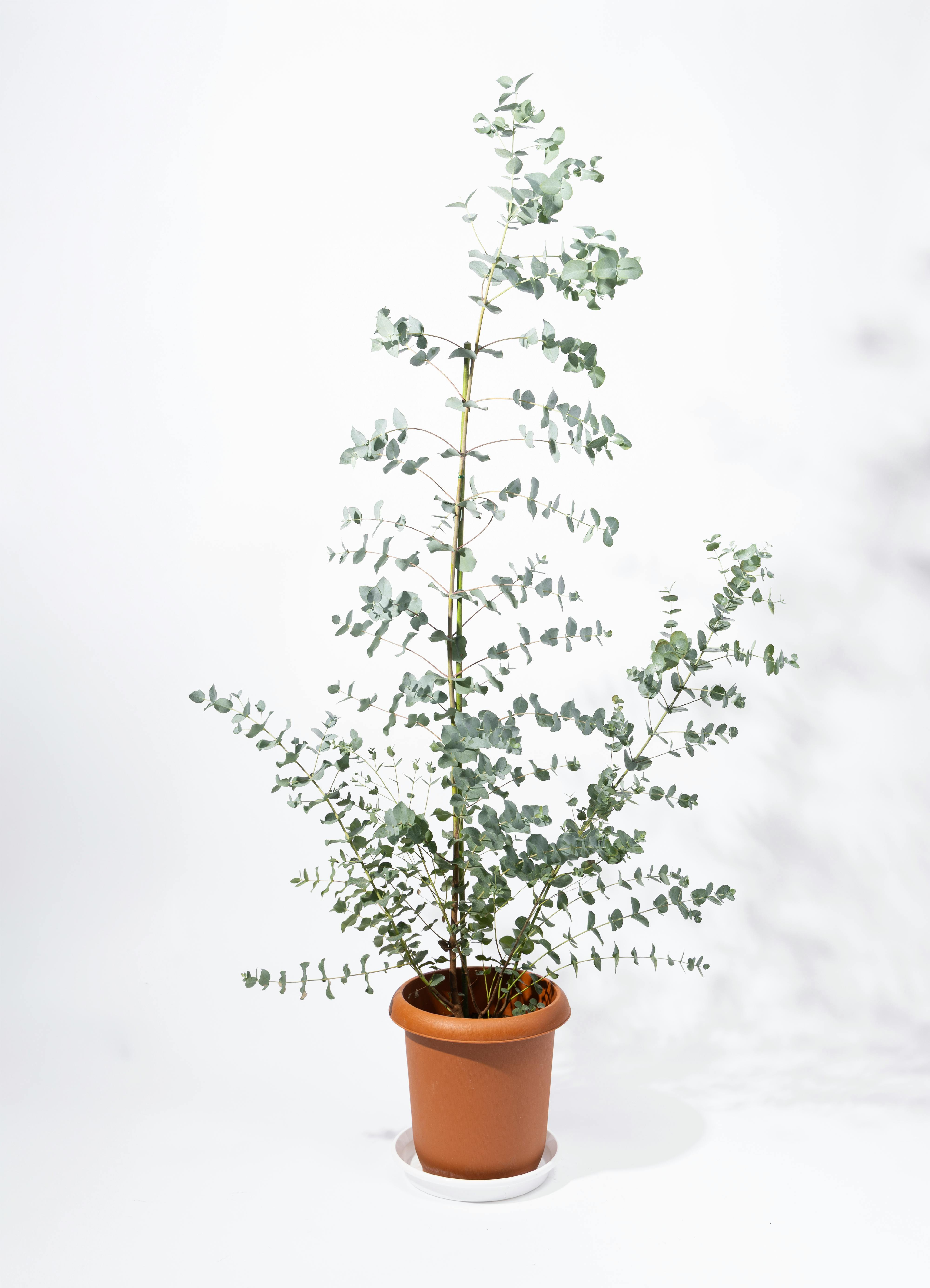 アナベルとユーカリのホワイトグリーンな2Wayガーランド　貝細工　千日紅 観葉植物 ユーカリ 8号 グニー プラスチック鉢 | 観葉植物ならHitoHana