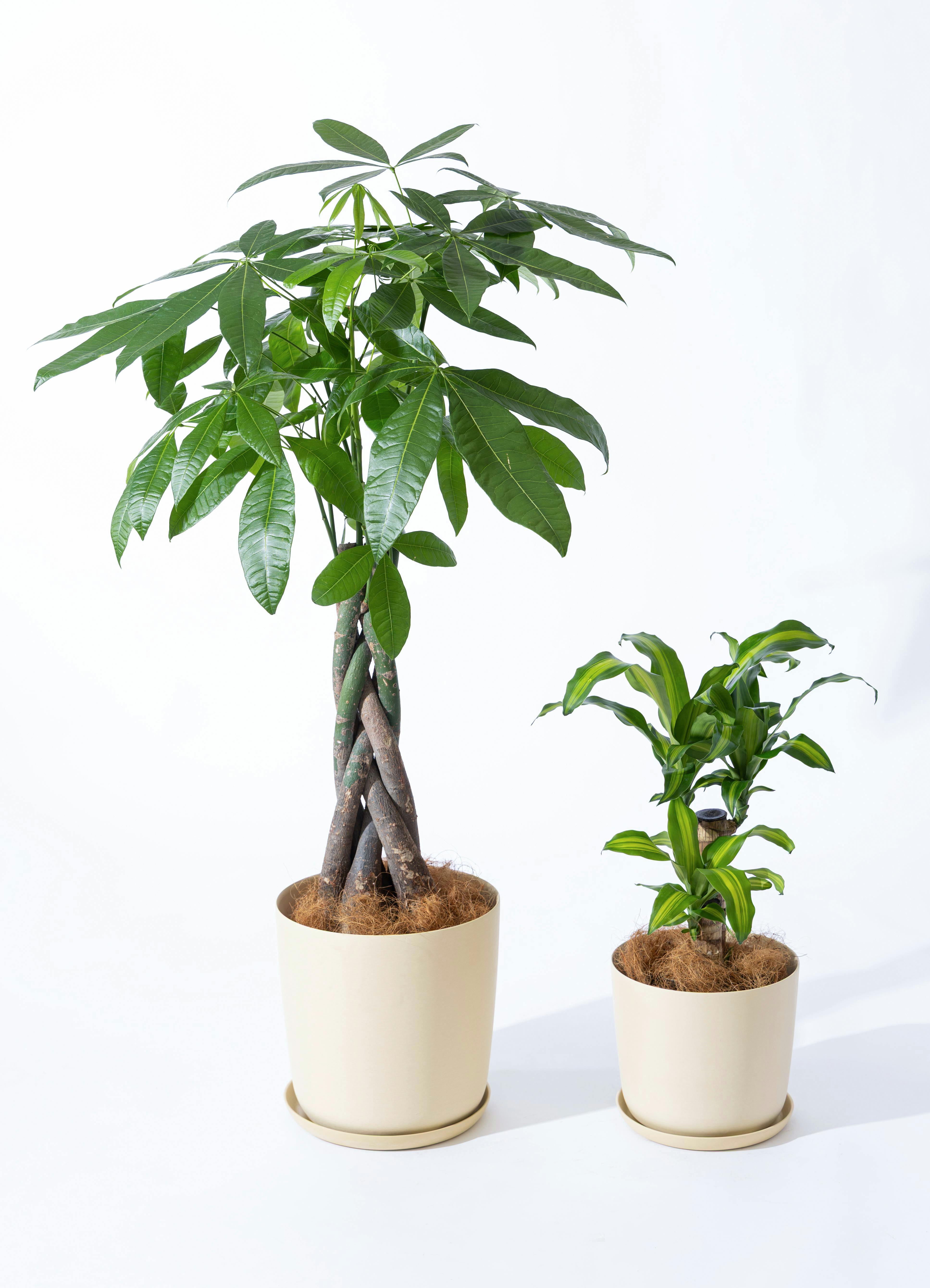 パキラ 8号 | 観葉植物の通販ならHitoHana（ひとはな）