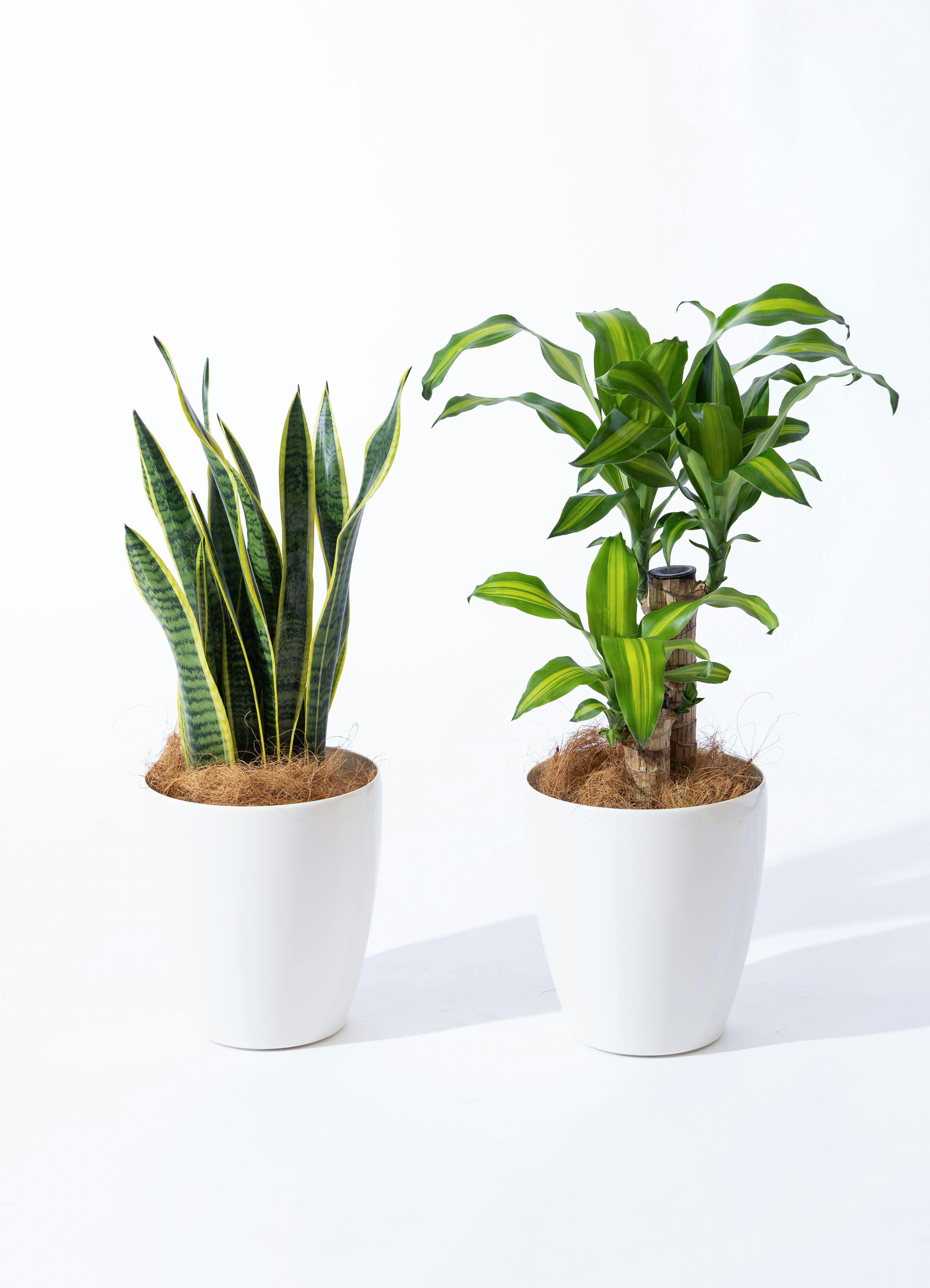 サンスベリア トラノオ | 観葉植物 | インテリアやギフトに - Hitohana