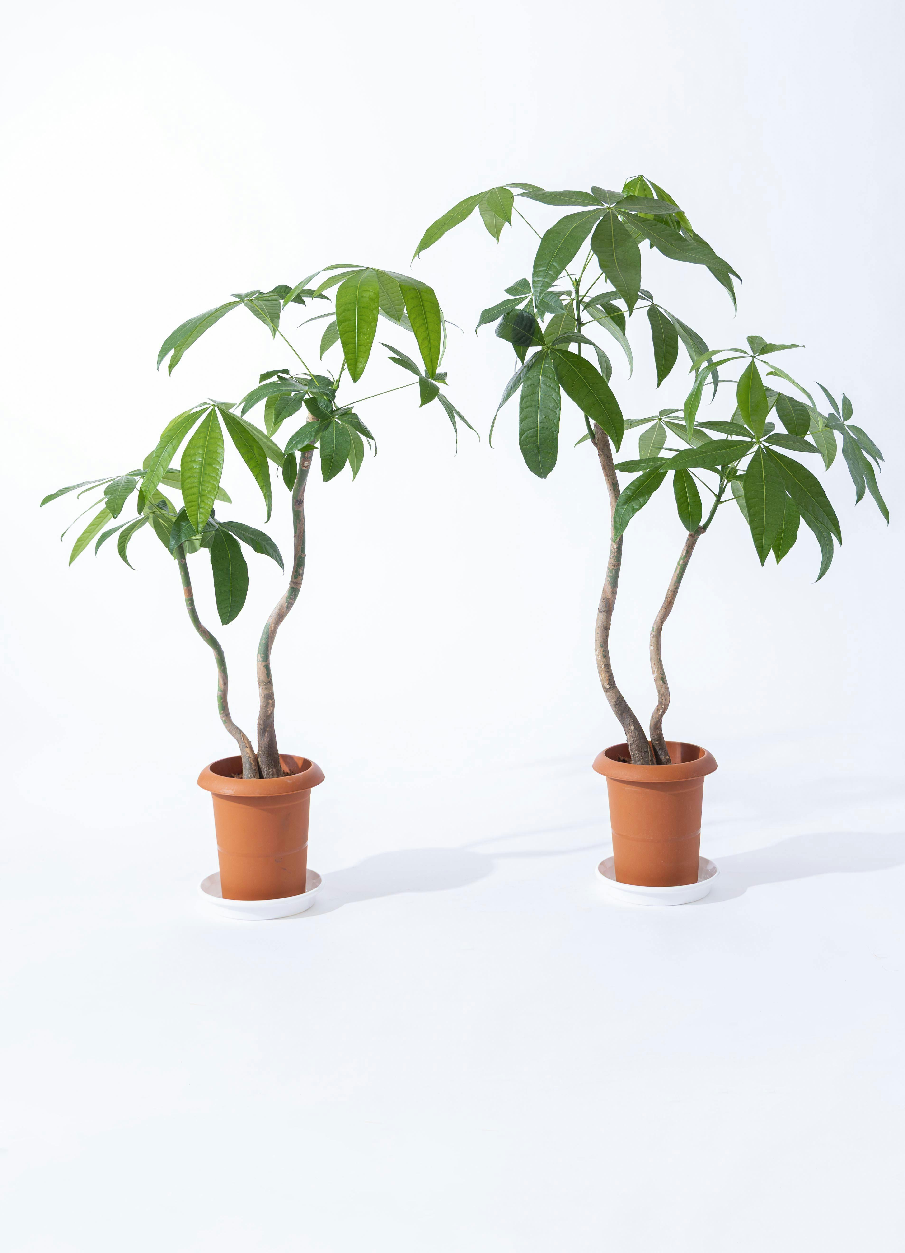 観葉植物 パキラ 7号 曲り 2本立ち プラスチック鉢 | 観葉植物なら