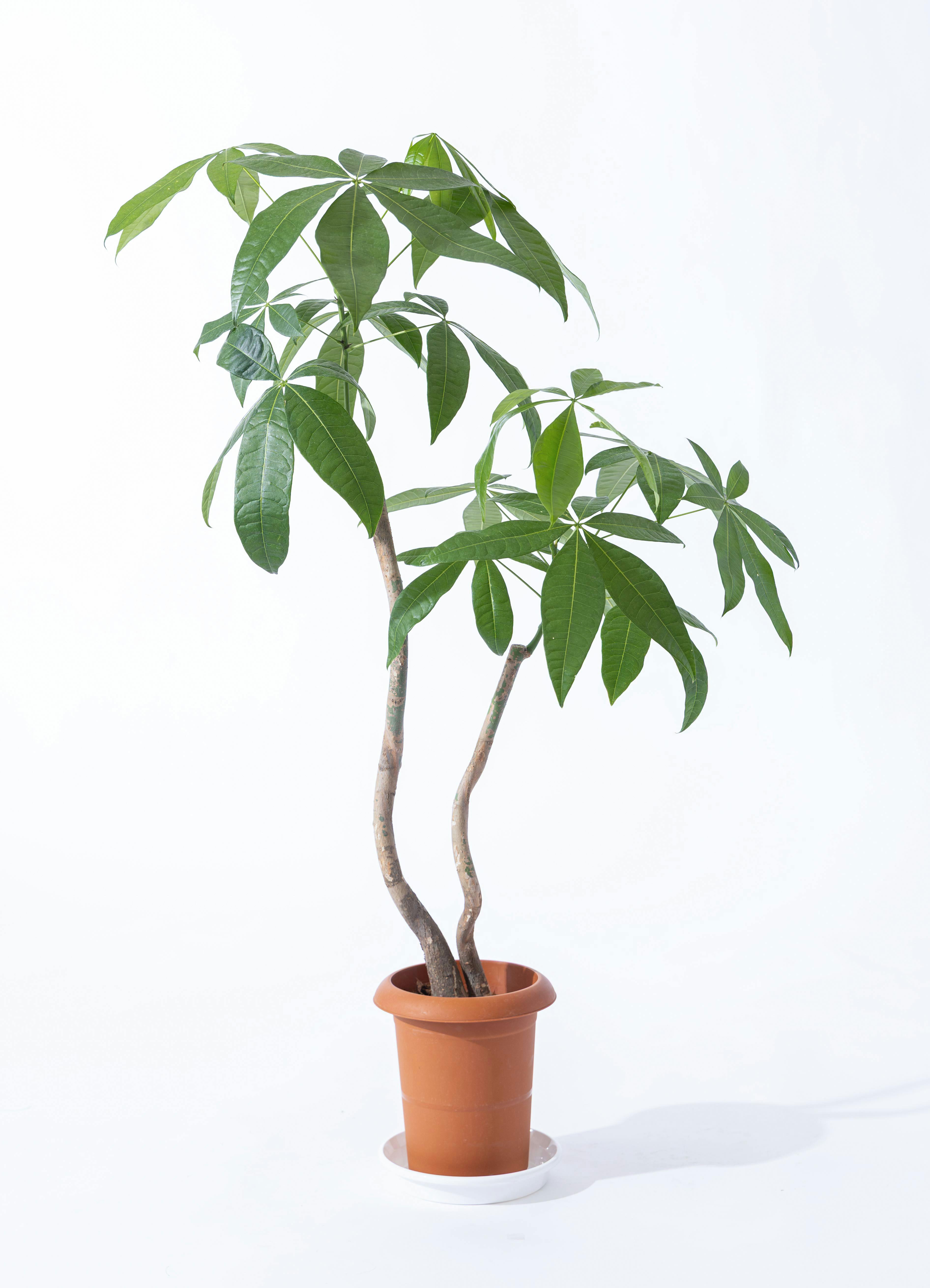 パキラ 7号 | 観葉植物の通販ならHitoHana（ひとはな）