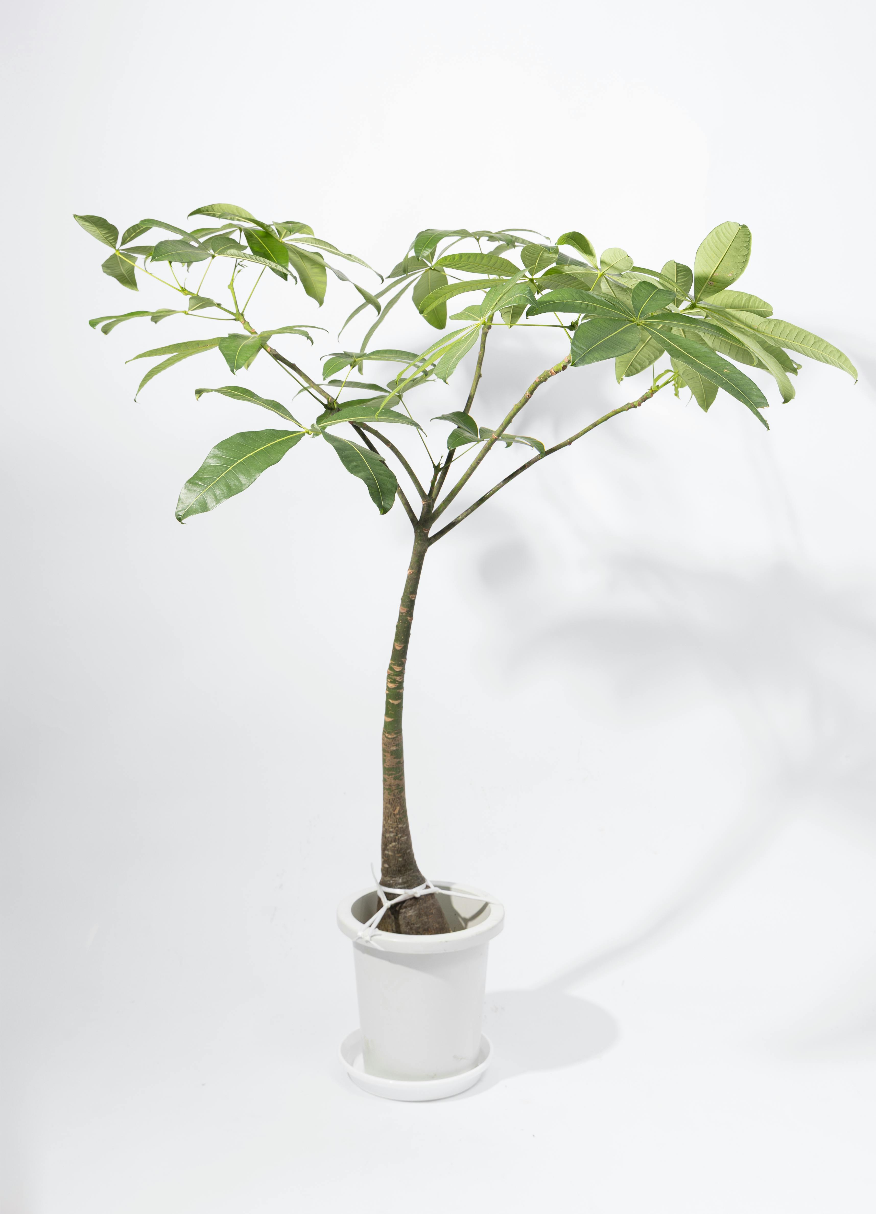 パキラ 8号 | 観葉植物の通販ならHitoHana（ひとはな）