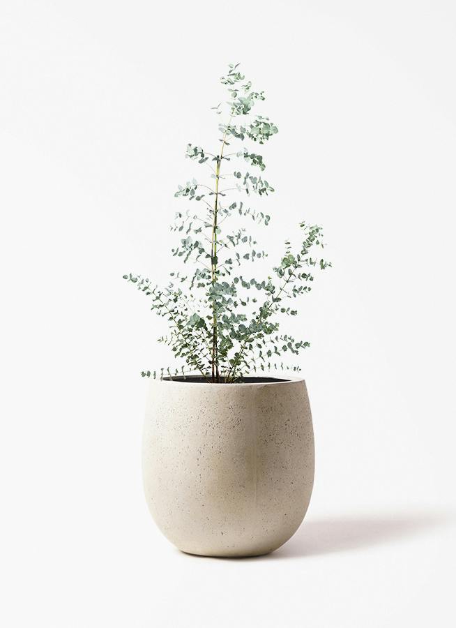ユーカリ グニー | 観葉植物 | インテリアやギフトに - Hitohana（ひと