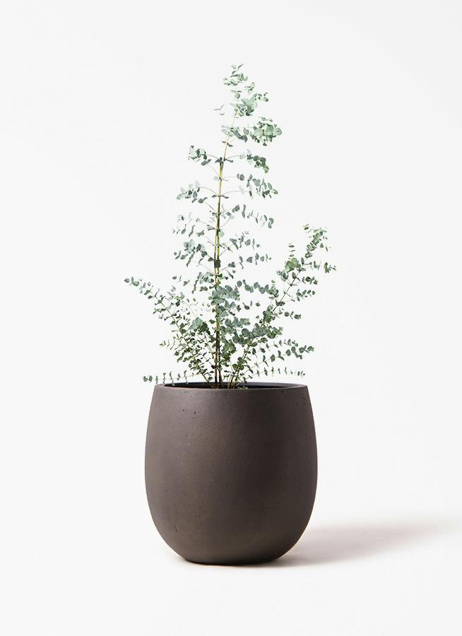 ユーカリ グニー | 観葉植物 | インテリアやギフトに - Hitohana（ひと