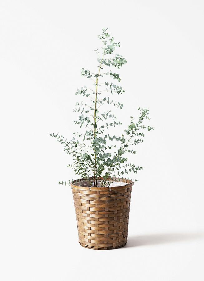 ユーカリ グニー | 観葉植物 | インテリアやギフトに - Hitohana（ひと
