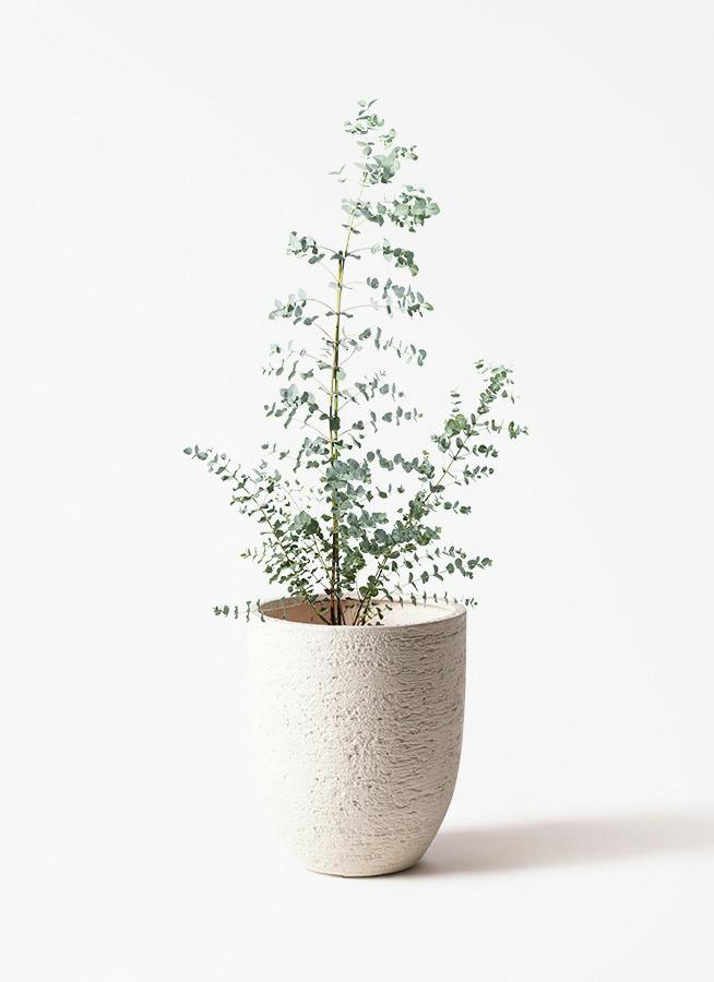ユーカリ グニー | 観葉植物 | インテリアやギフトに - Hitohana（ひと