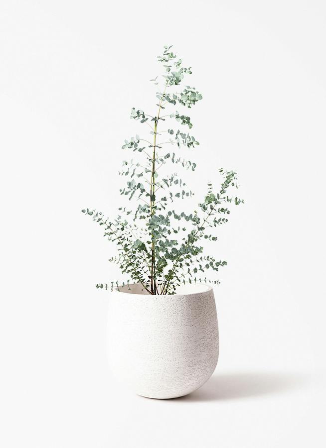 観葉植物 ユーカリ 8号 グニー エコストーンwhite 付き | 観葉植物なら