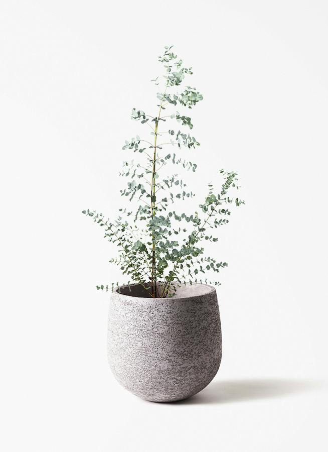 ユーカリ グニー | 観葉植物 | インテリアやギフトに - Hitohana（ひと