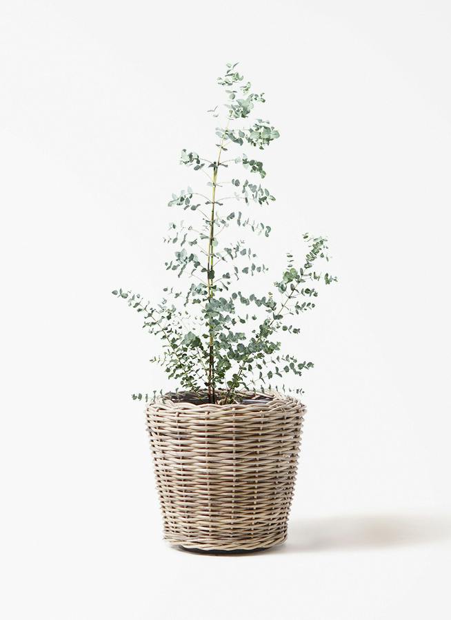 ユーカリ グニー | 観葉植物 | インテリアやギフトに - Hitohana（ひと
