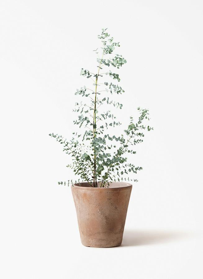 ユーカリ グニー | 観葉植物 | インテリアやギフトに - Hitohana（ひと