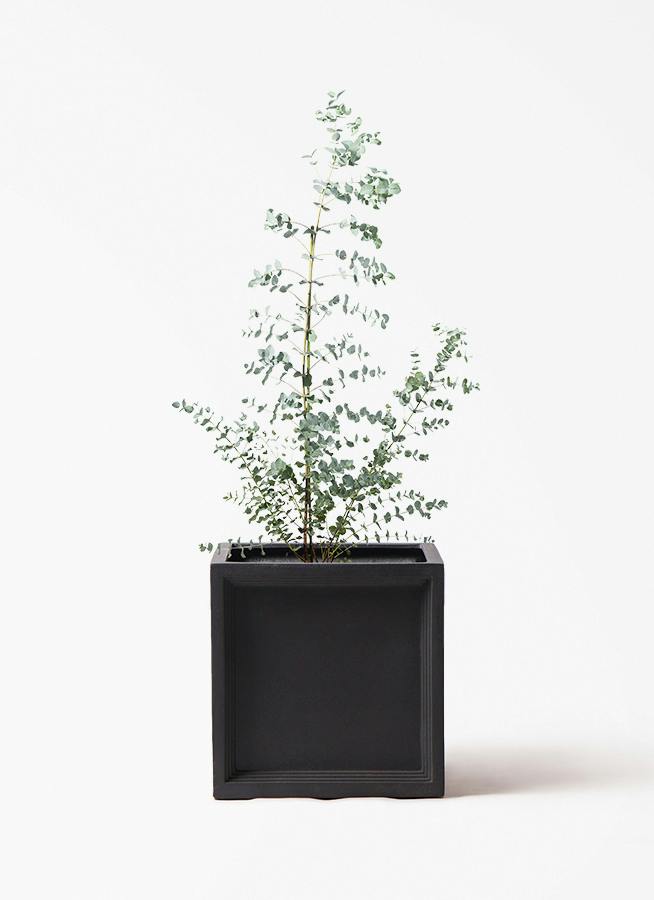 観葉植物 ユーカリ 8号 グニー ブリティッシュキューブ 付き | 観葉