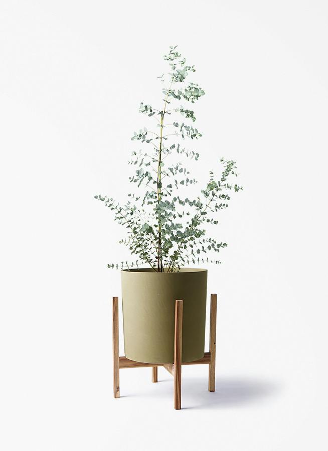 ユーカリ グニー | 観葉植物 | インテリアやギフトに - Hitohana（ひと